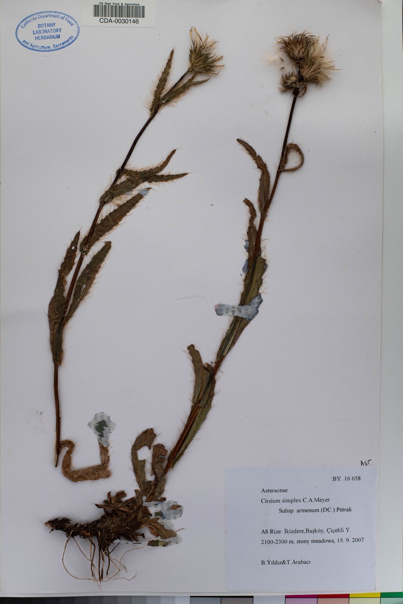 Cirsium simplex subsp. armenum
