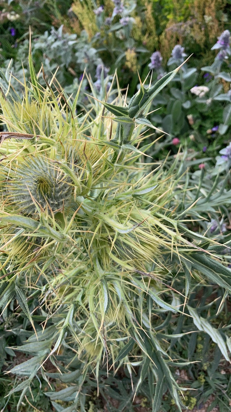 Cirsium sintenisii
