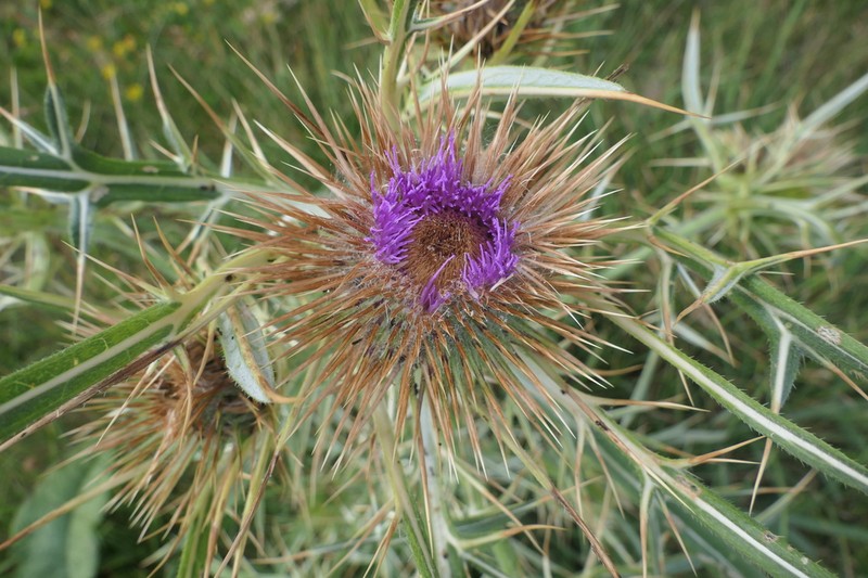 Cirsium sintenisii photo 2