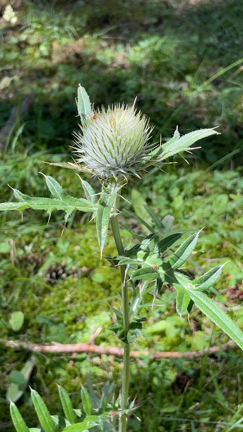 Cirsium sintenisii photo 3