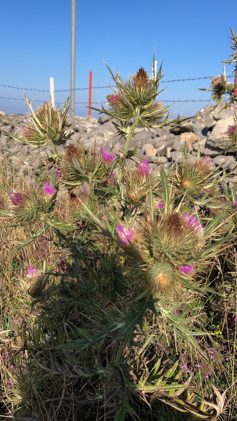 Cirsium sintenisii photo 4