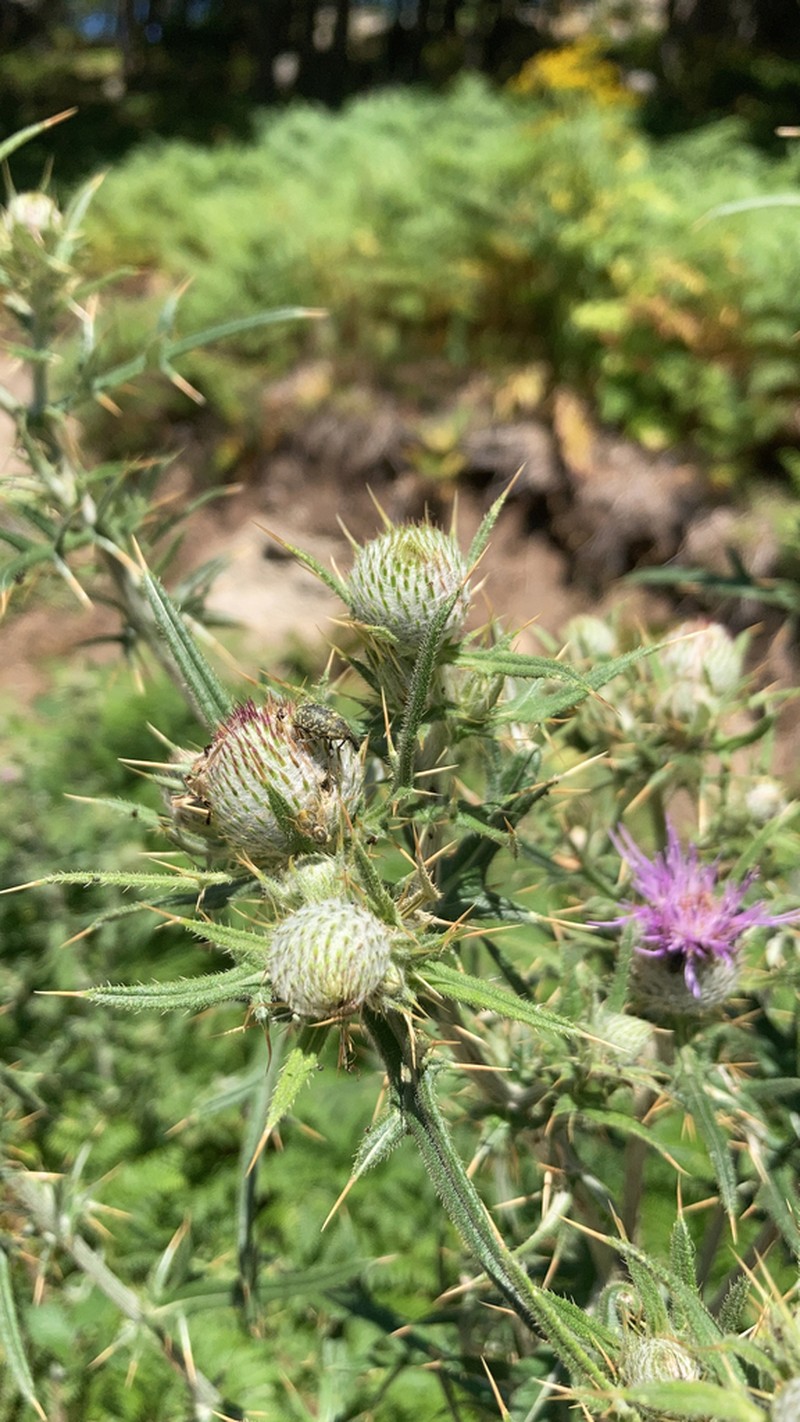 Cirsium sintenisii photo 5