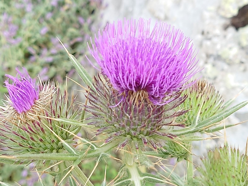 Cirsium sintenisii photo 6