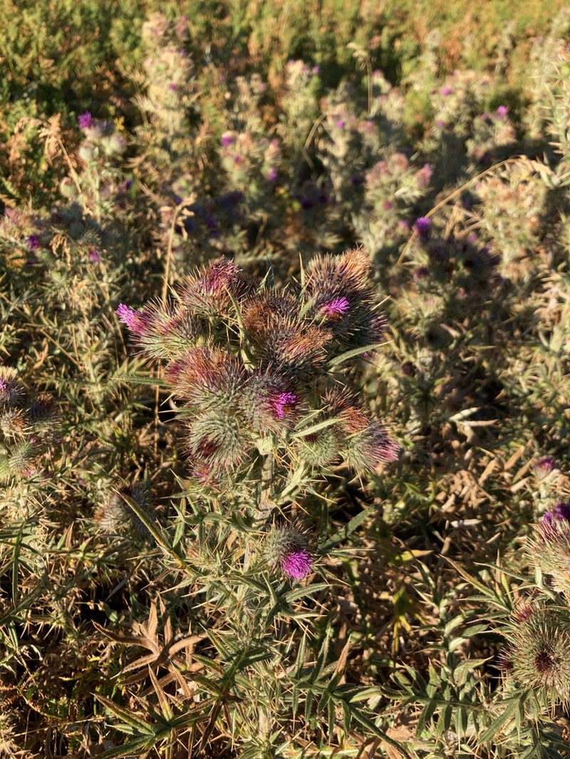 Cirsium sipyleum