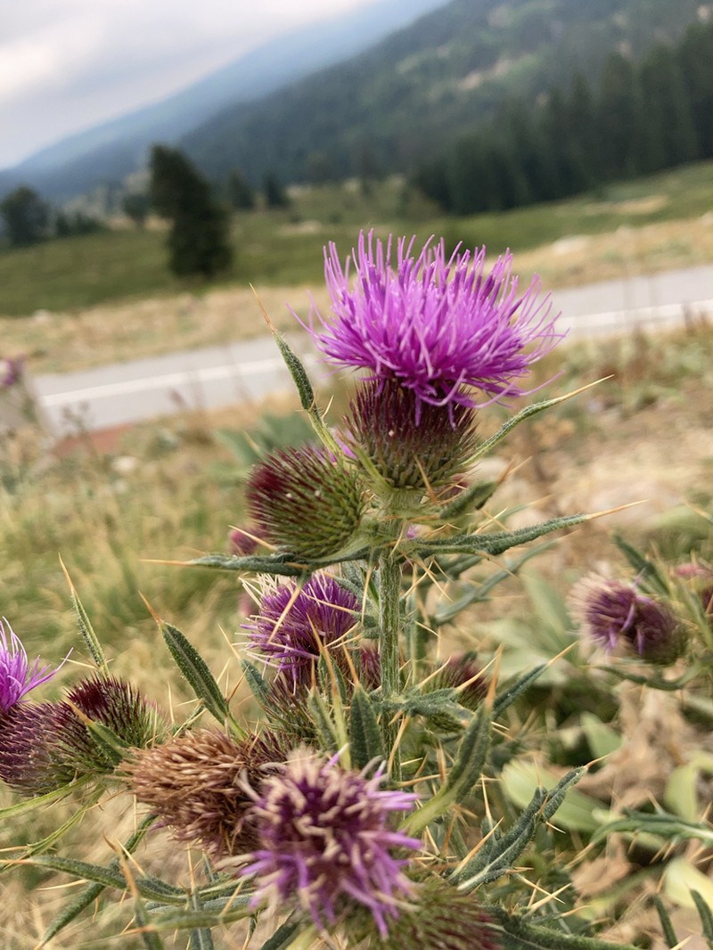 Cirsium sipyleum photo 2