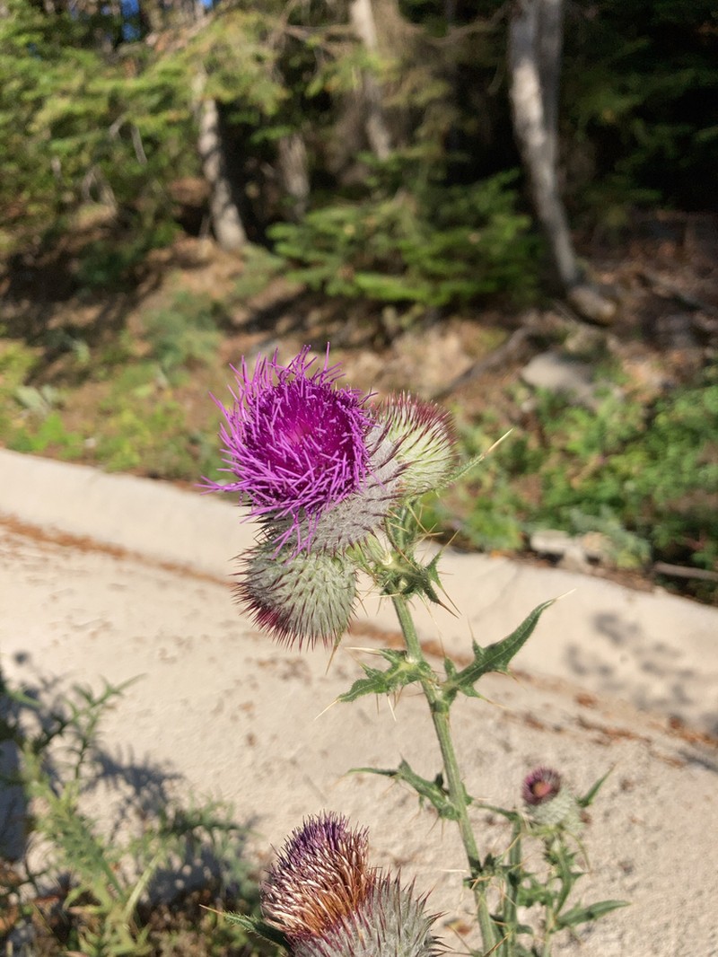Cirsium sipyleum photo 4