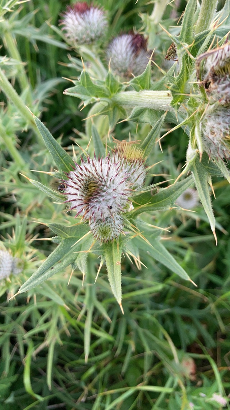 Cirsium sipyleum photo 5