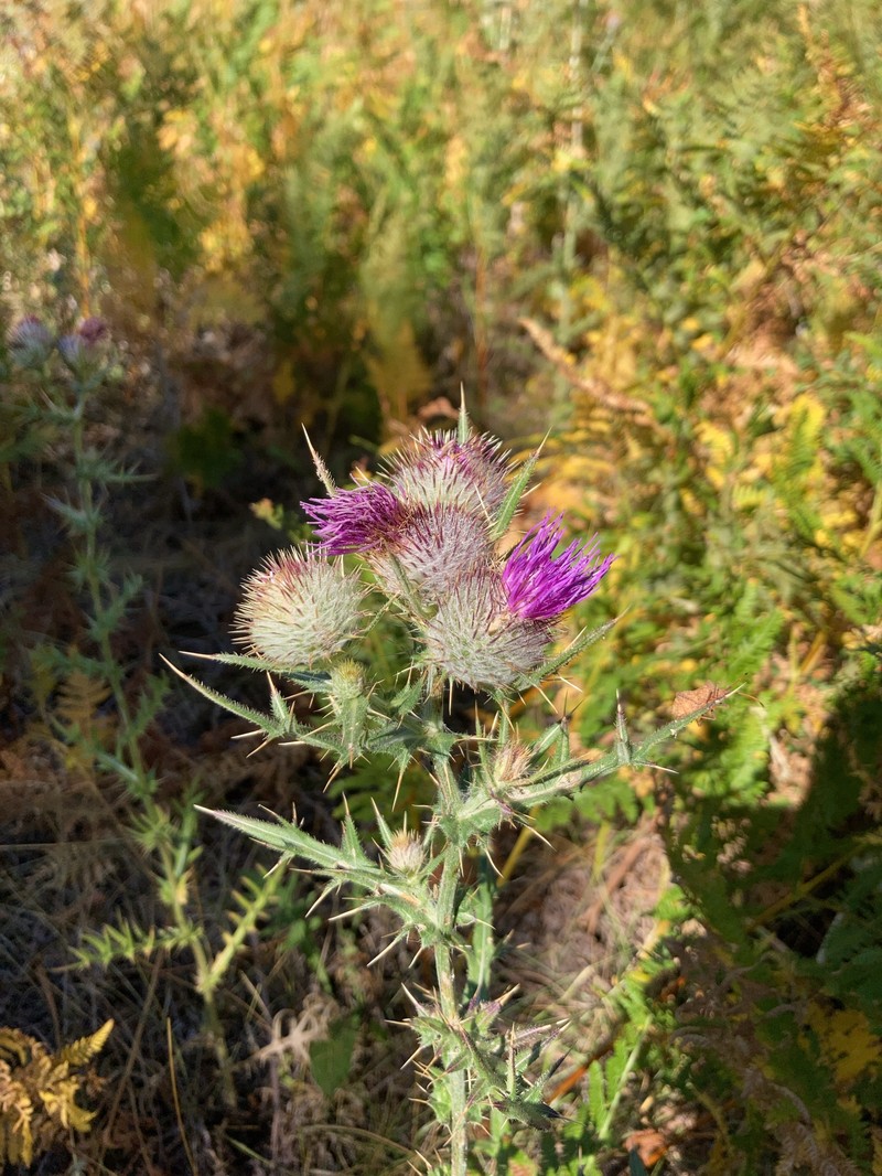 Cirsium sipyleum photo 6