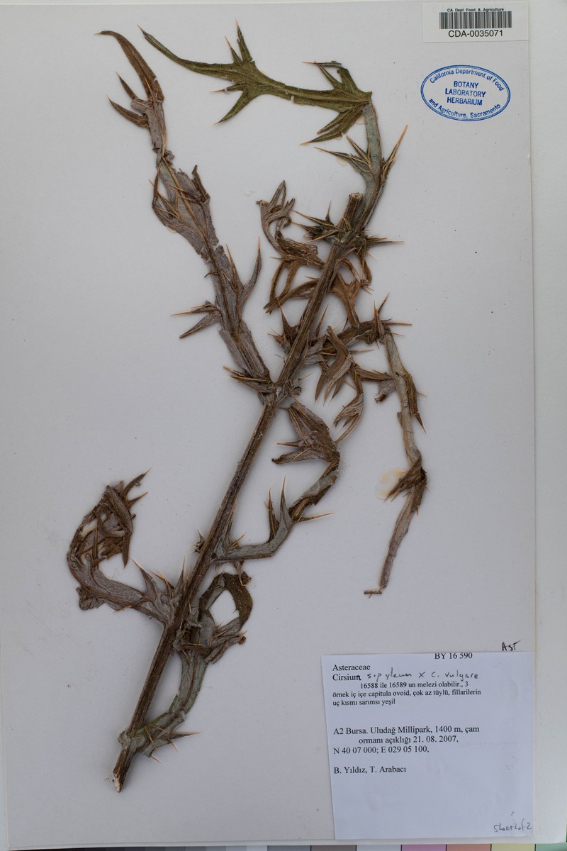 Cirsium sipyleum photo 8
