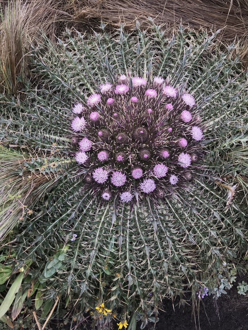 Cirsium skutchii