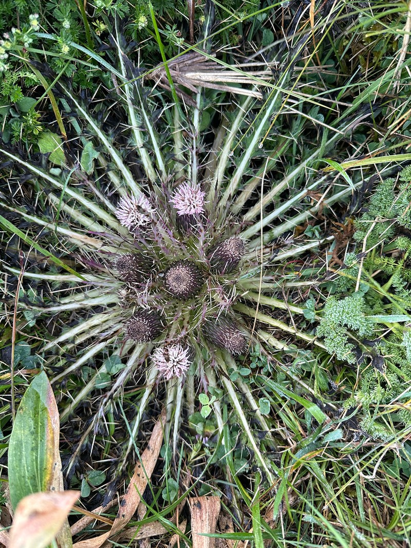 Cirsium skutchii photo 2
