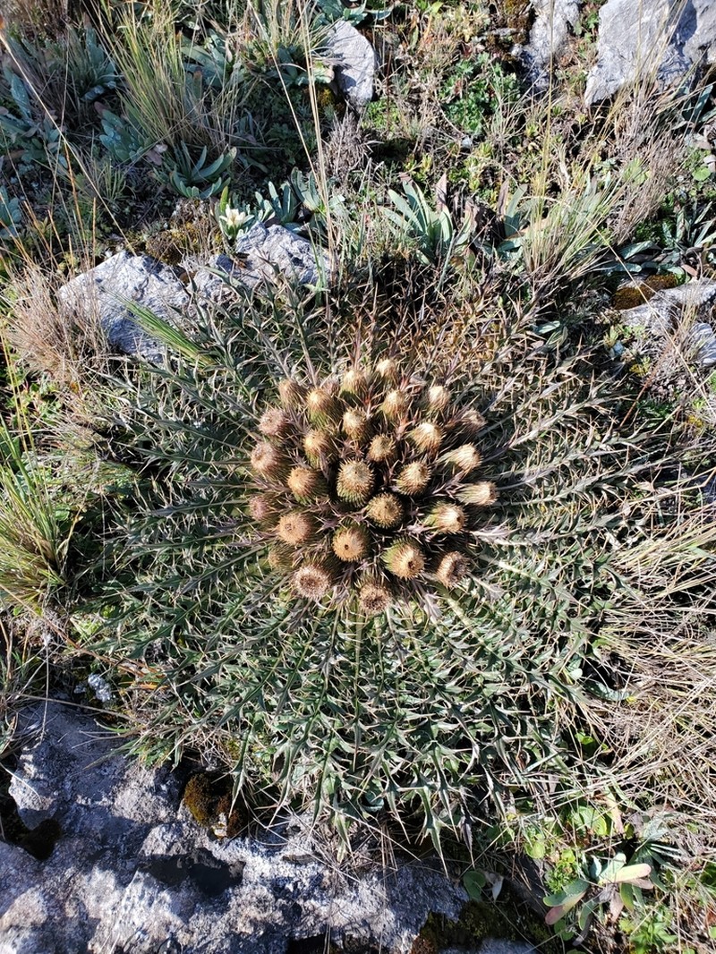 Cirsium skutchii photo 3