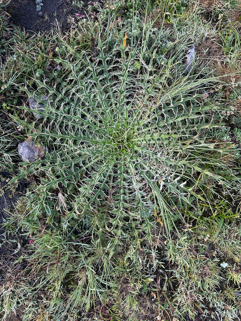 Cirsium skutchii photo 4