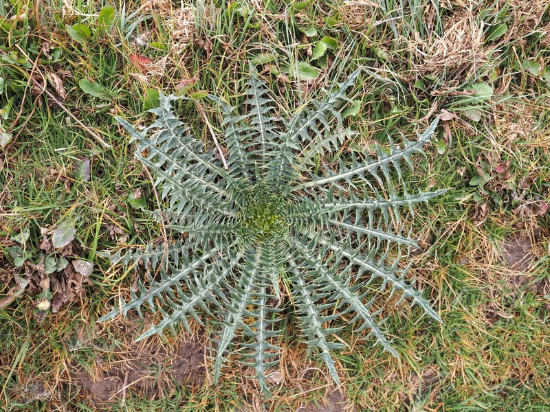 Cirsium skutchii photo 5