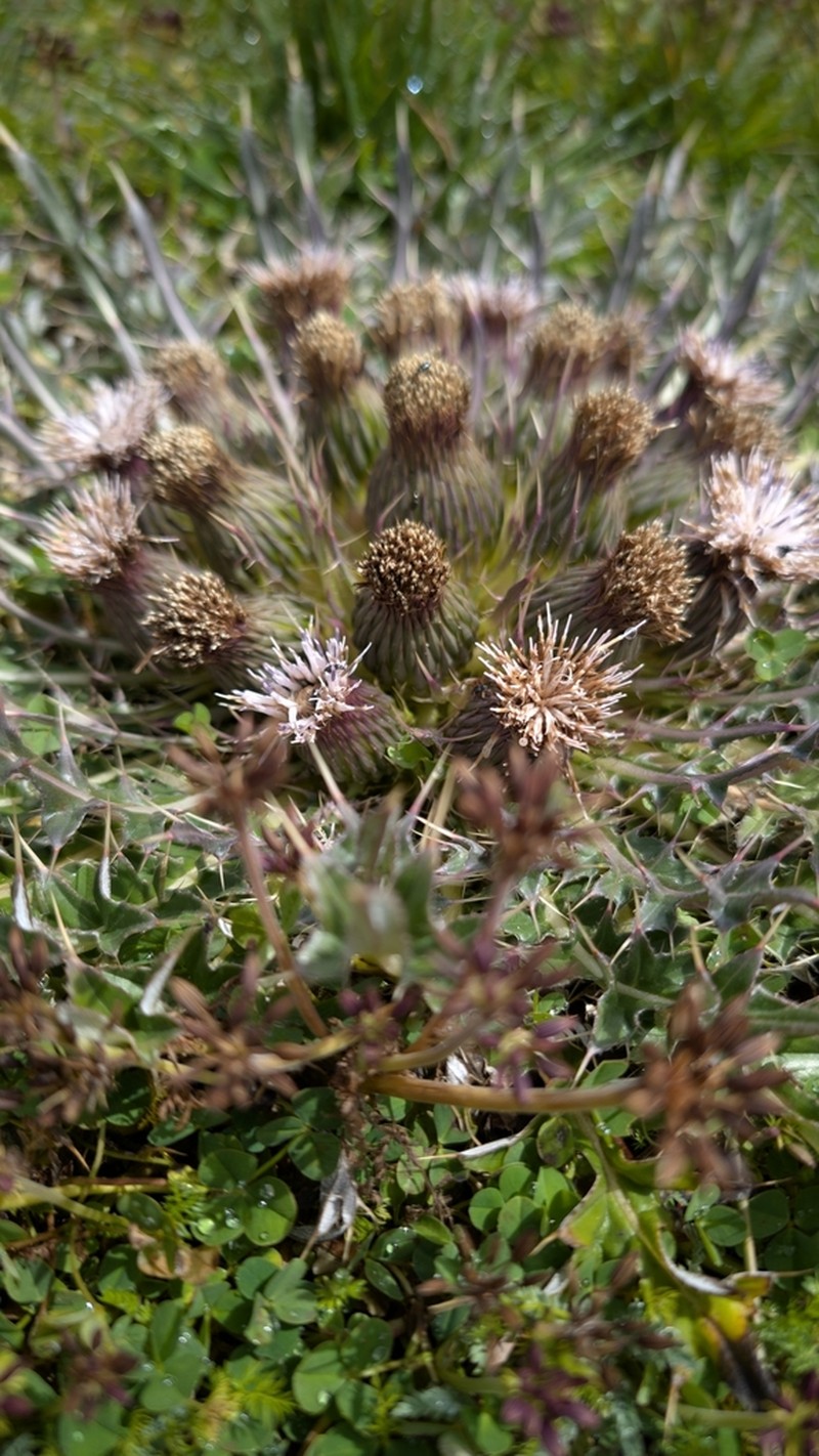 Cirsium skutchii photo 6