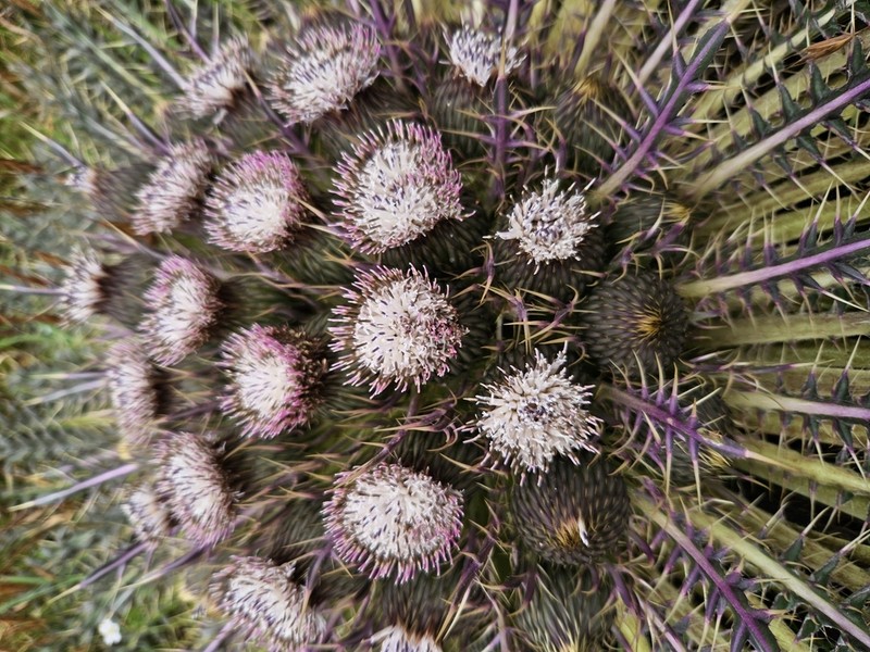 Cirsium skutchii photo 7