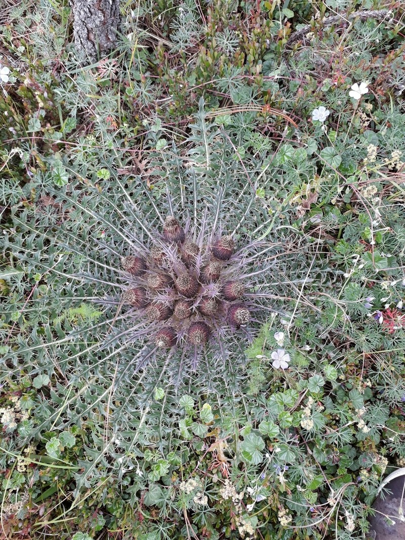 Cirsium skutchii photo 8