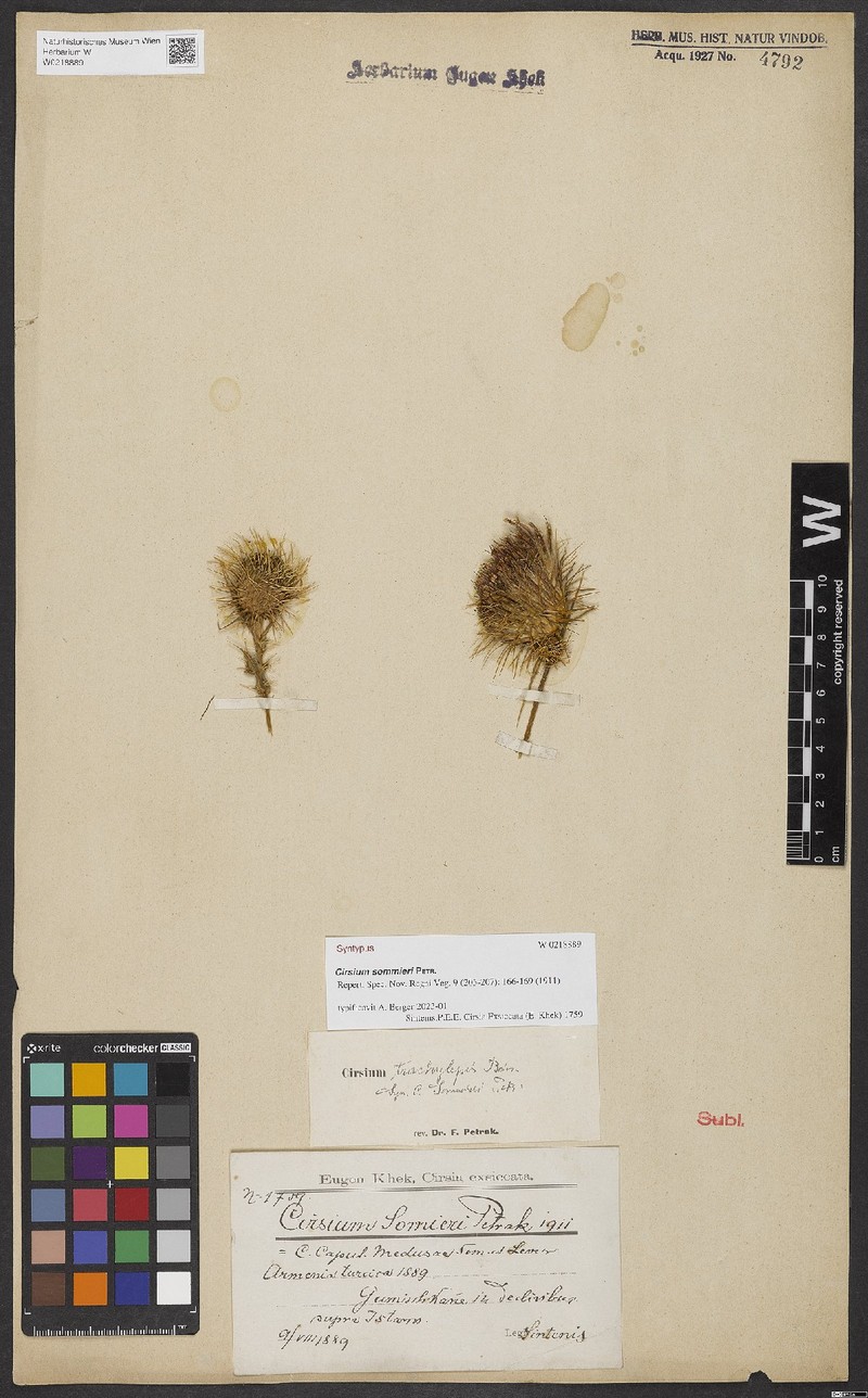 Cirsium sommieri