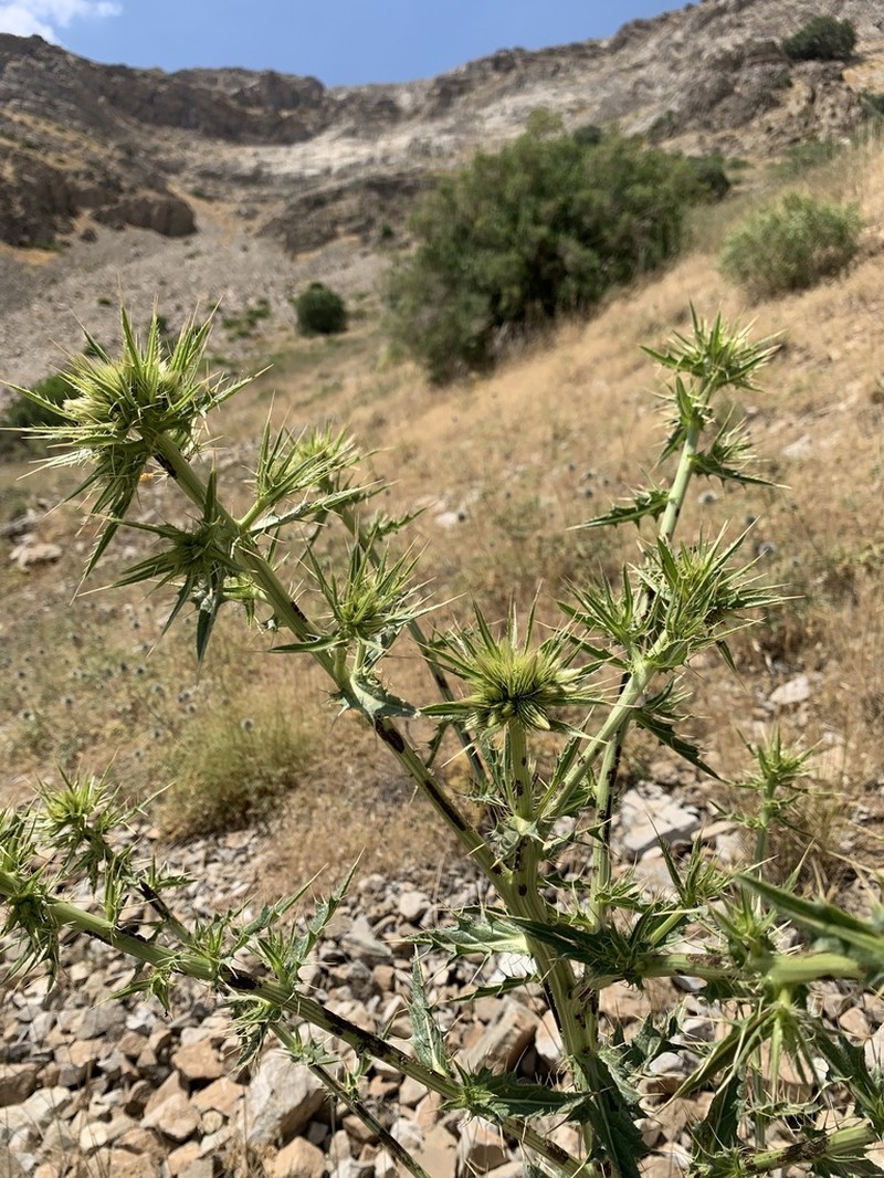 Cirsium sorocephalum