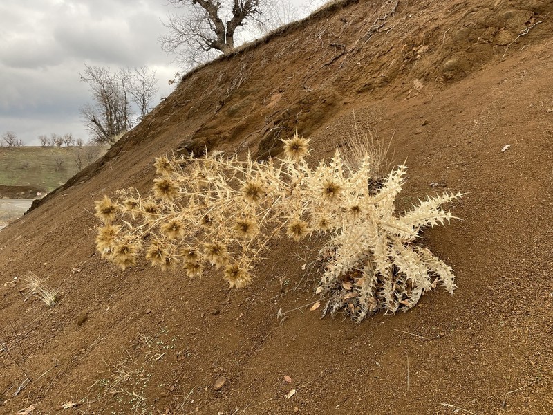 Cirsium sorocephalum photo 2