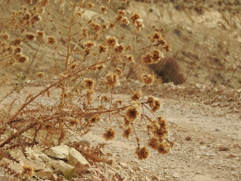 Cirsium sorocephalum photo 3