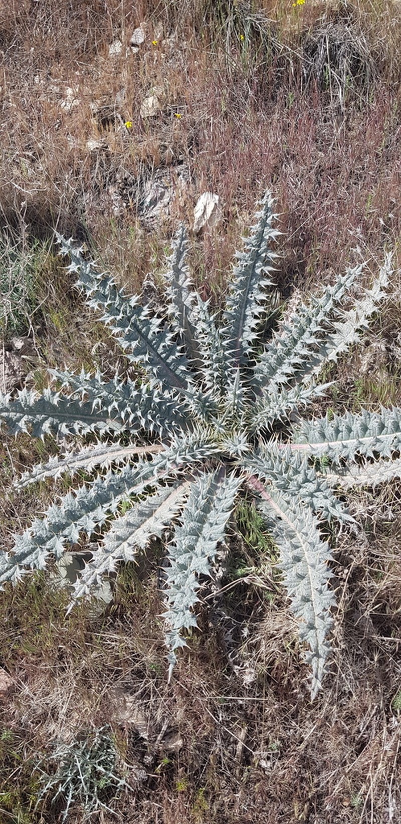 Cirsium sorocephalum photo 4