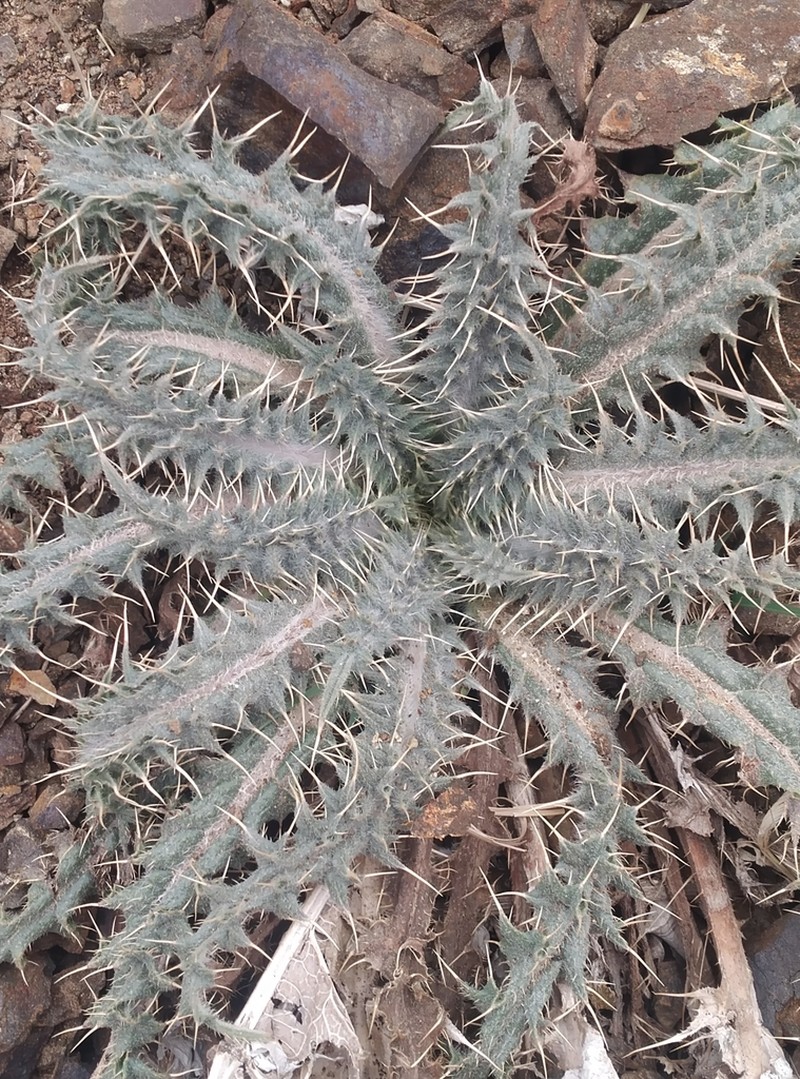 Cirsium sorocephalum photo 5