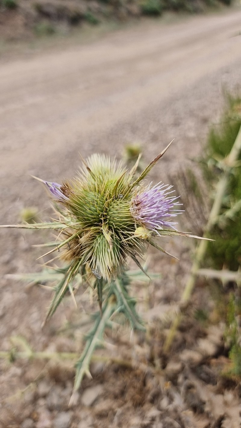 Cirsium sorocephalum photo 6