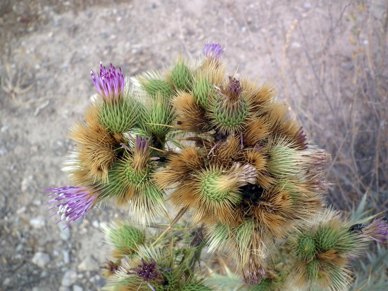 Cirsium sorocephalum photo 7