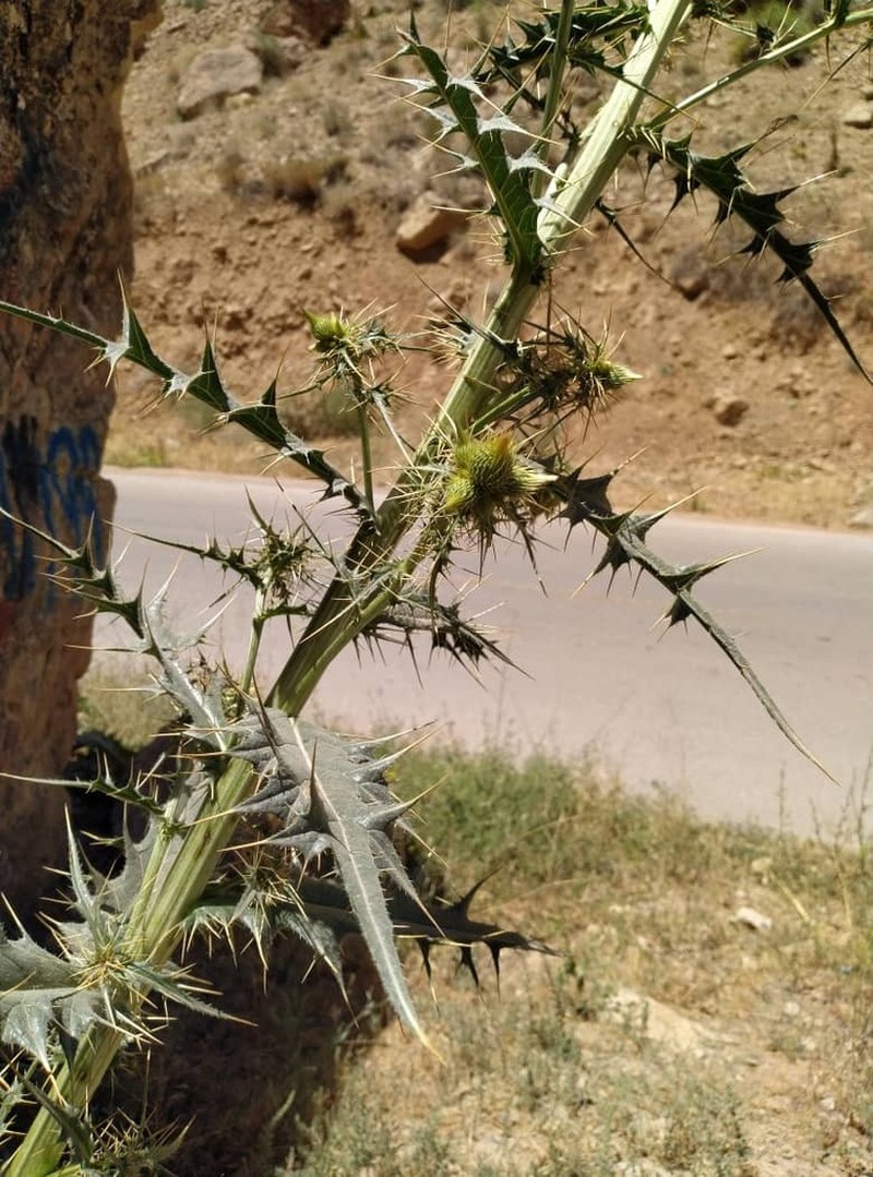 Cirsium sorocephalum photo 8