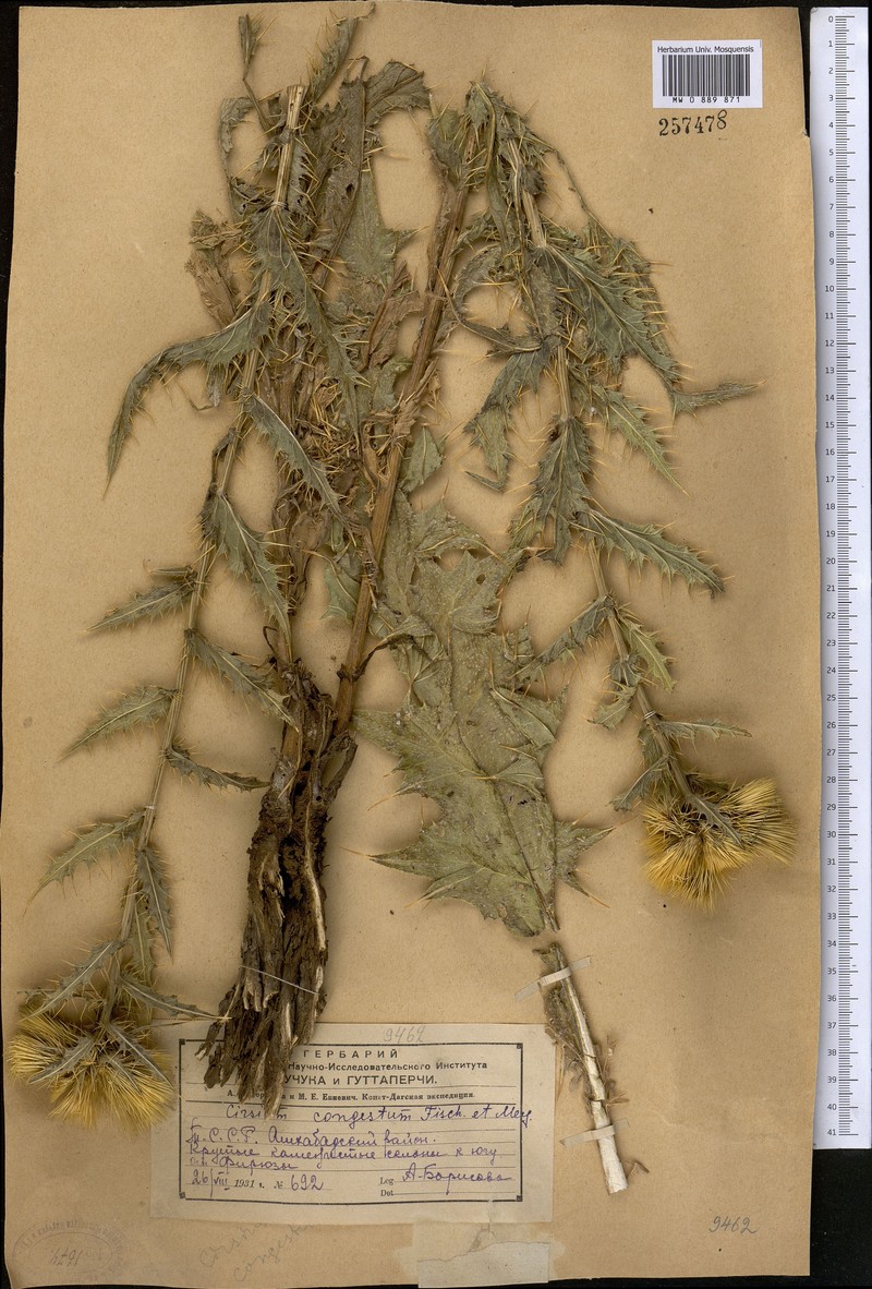 Cirsium sorocephalum subsp. congestum