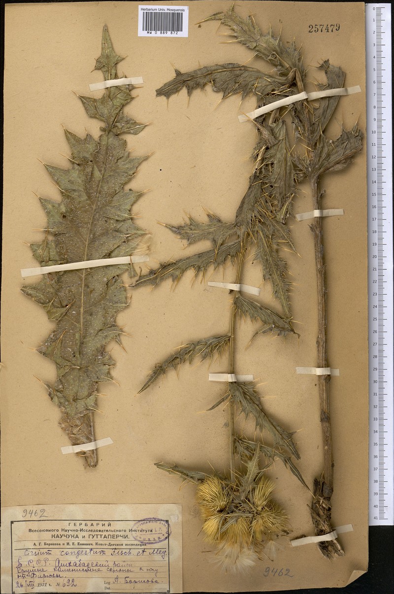 Cirsium sorocephalum subsp. congestum photo 2