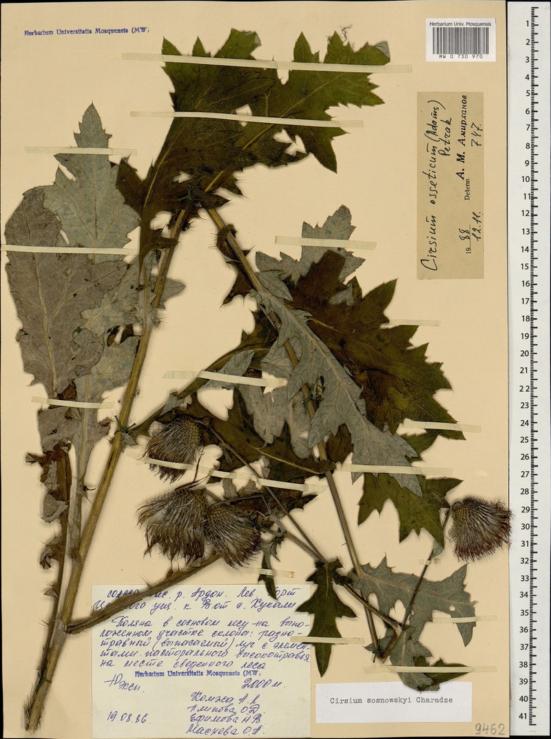 Cirsium sosnowskyi