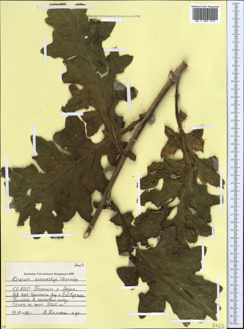 Cirsium sosnowskyi photo 3