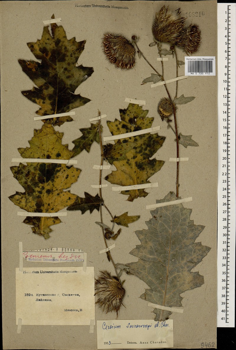 Cirsium sosnowskyi photo 4