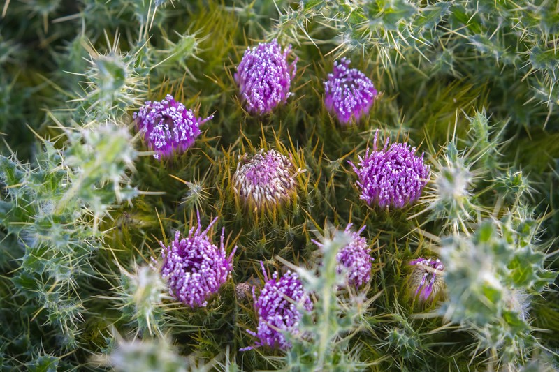Cirsium souliei
