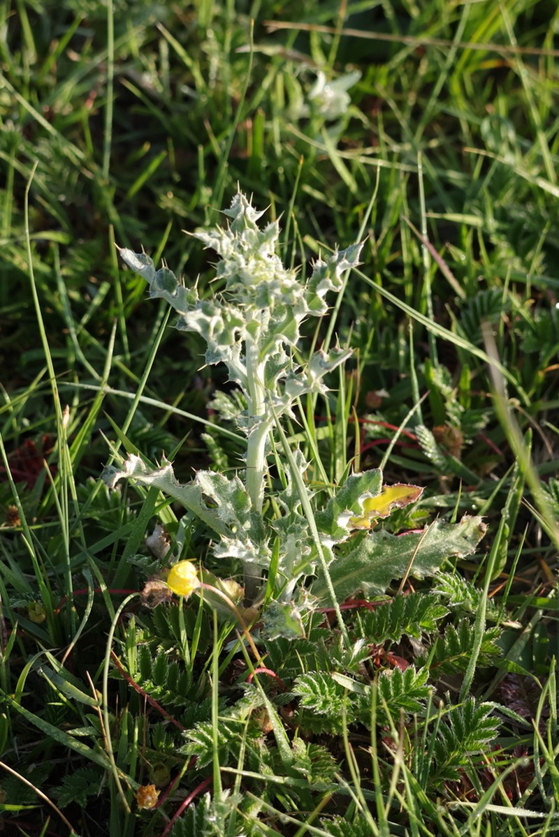 Cirsium souliei photo 2