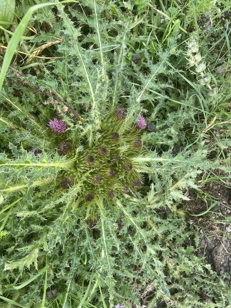 Cirsium souliei photo 3