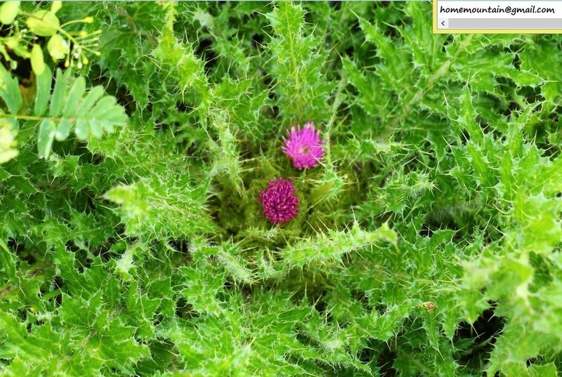 Cirsium souliei photo 4