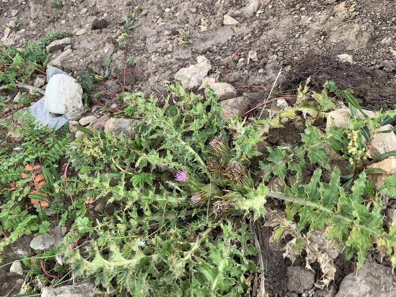 Cirsium souliei photo 5