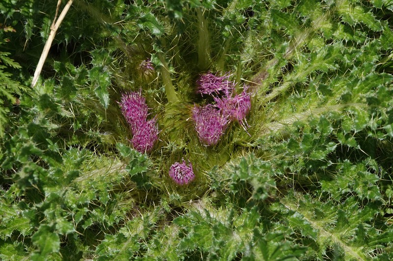 Cirsium souliei photo 6