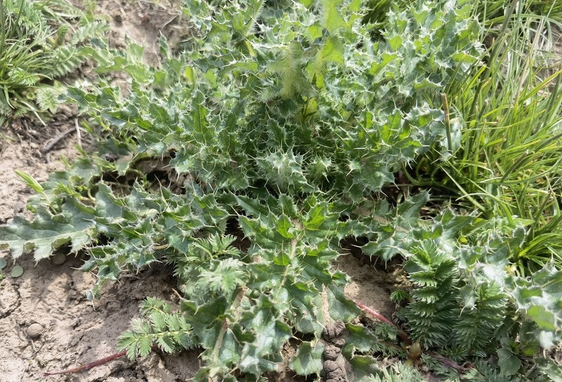 Cirsium souliei photo 7