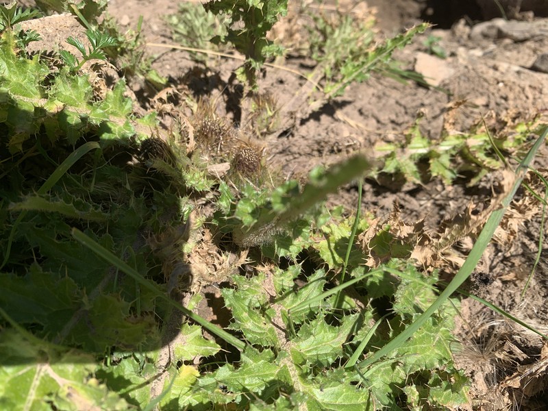 Cirsium souliei photo 8