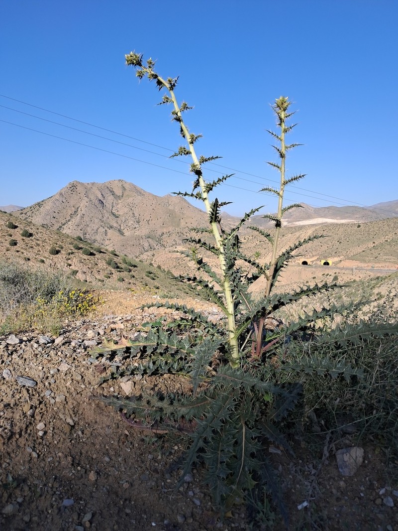 Cirsium spectabile