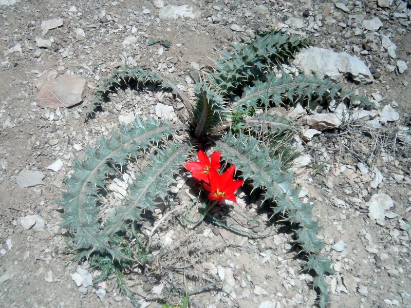 Cirsium spectabile photo 2