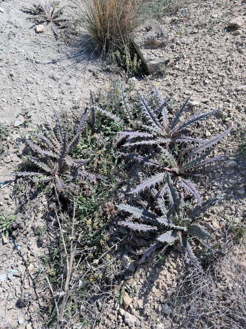 Cirsium spectabile photo 3