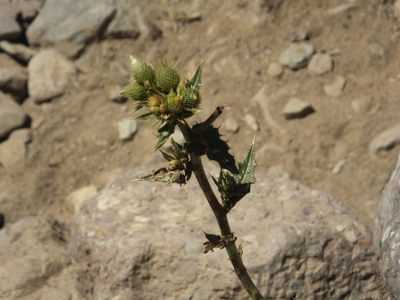 Cirsium spectabile photo 5