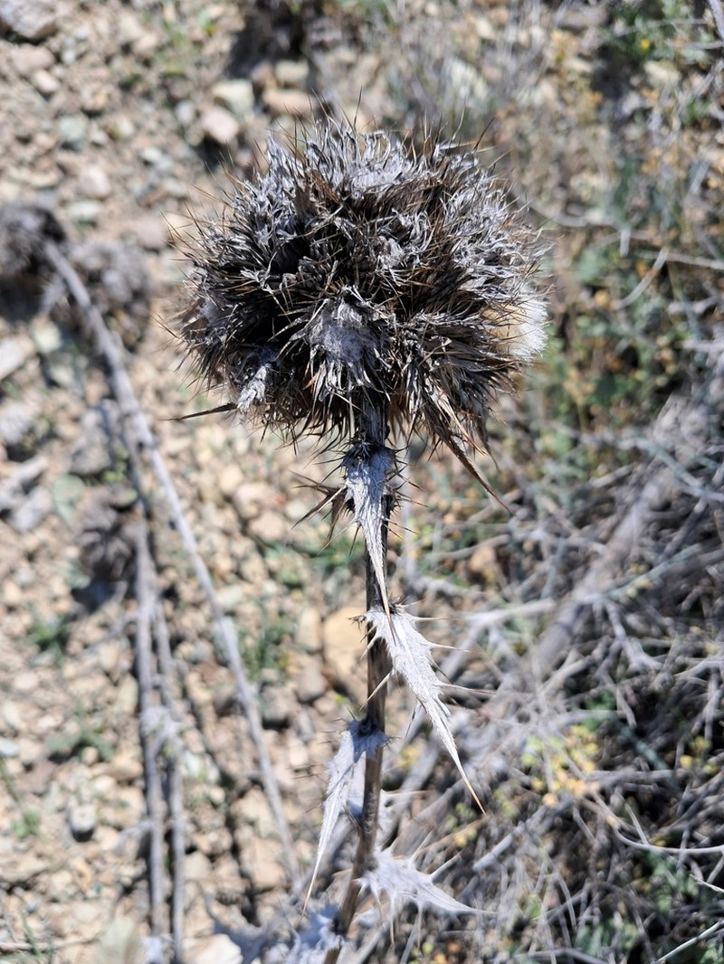 Cirsium spectabile photo 6