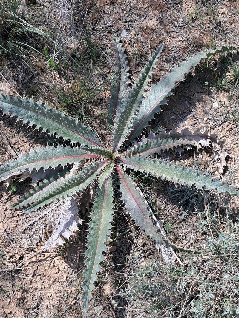 Cirsium spectabile photo 7