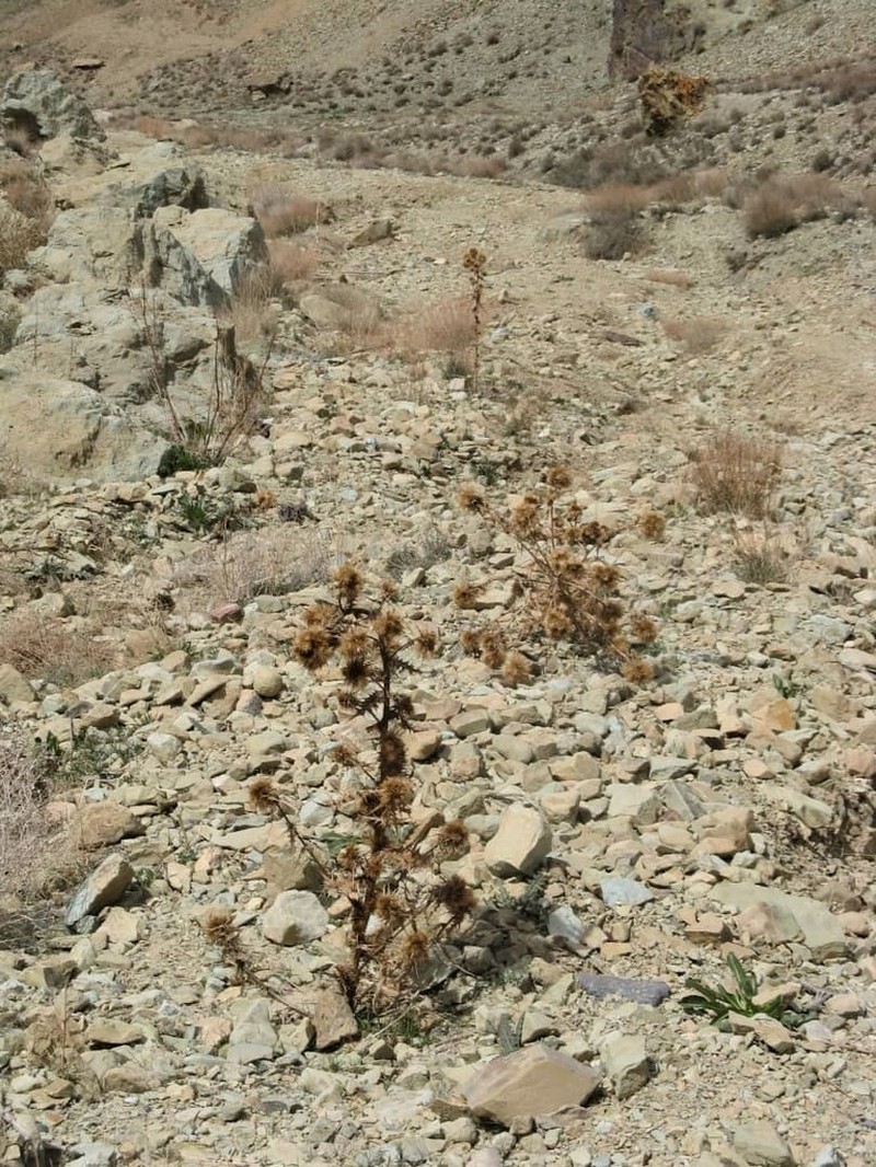 Cirsium spectabile photo 8